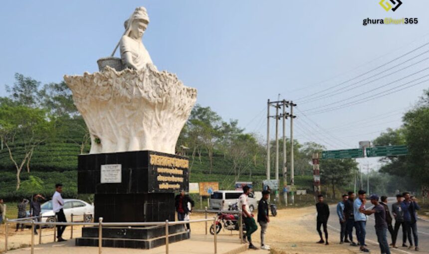 শ্রীমঙ্গল চা-বাগান