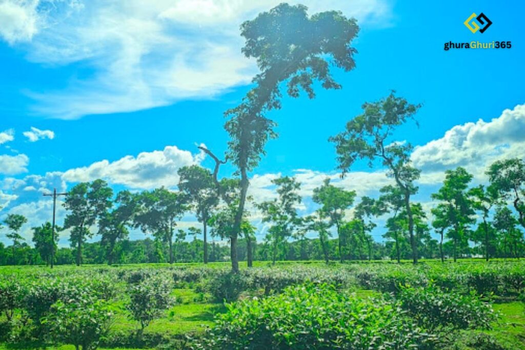 শ্রীমঙ্গল