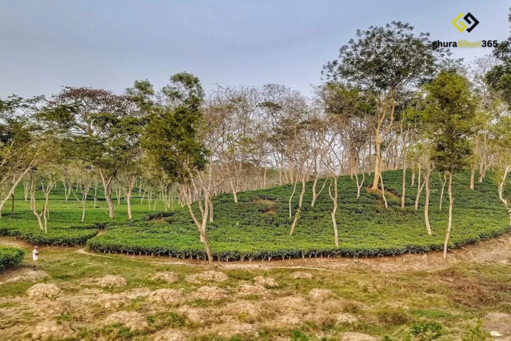 শ্রীমঙ্গল
