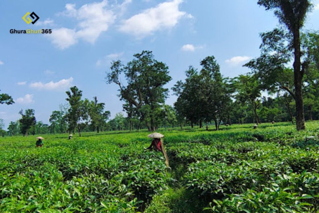 জাফলং