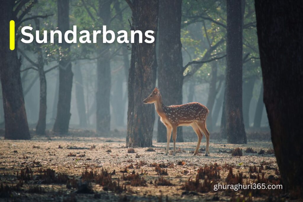 Sundarbans - সুন্দরবন