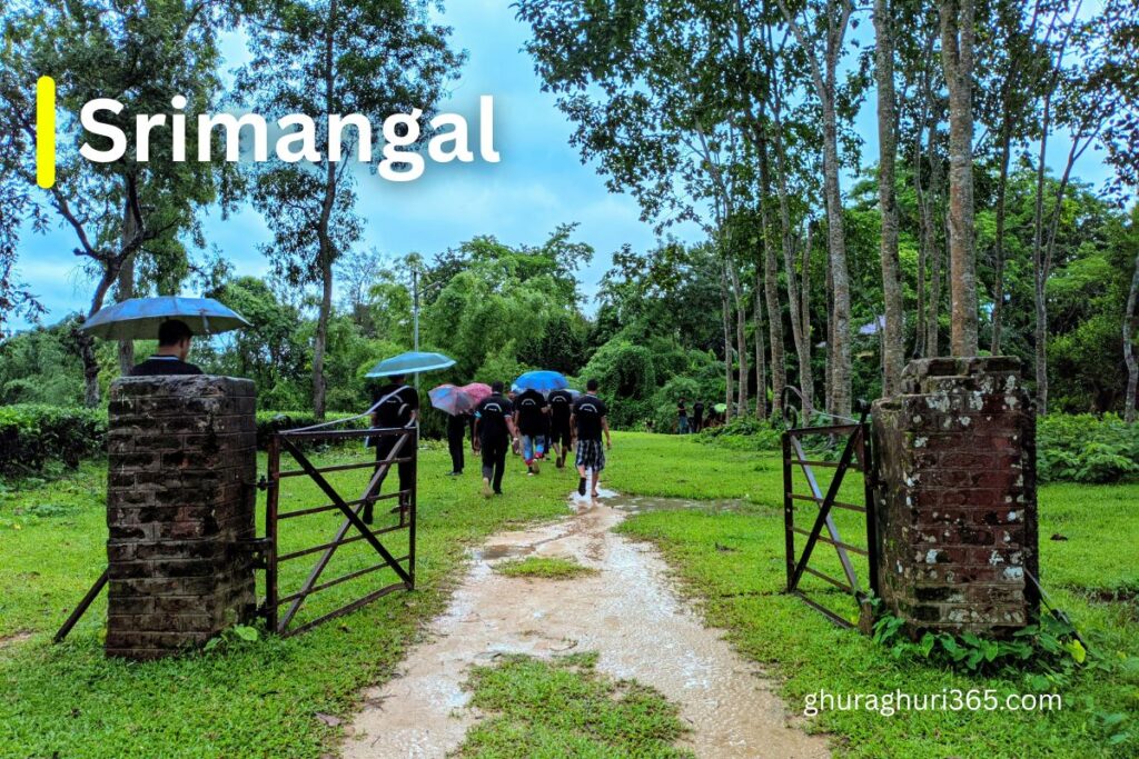 Srimangal Tea Garden