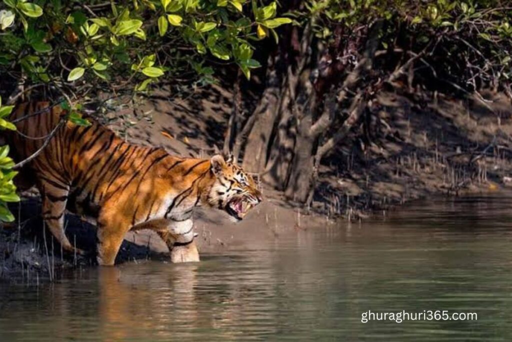 সুন্দরবন - Tiger - Royel Bangol Tiger