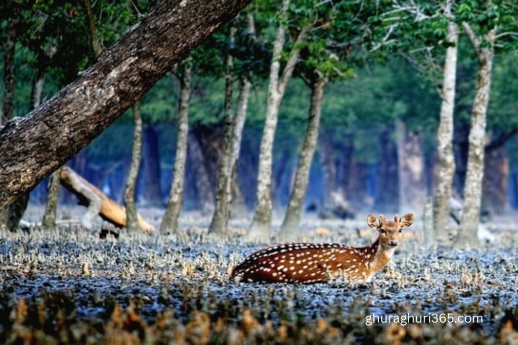 সুন্দরবন