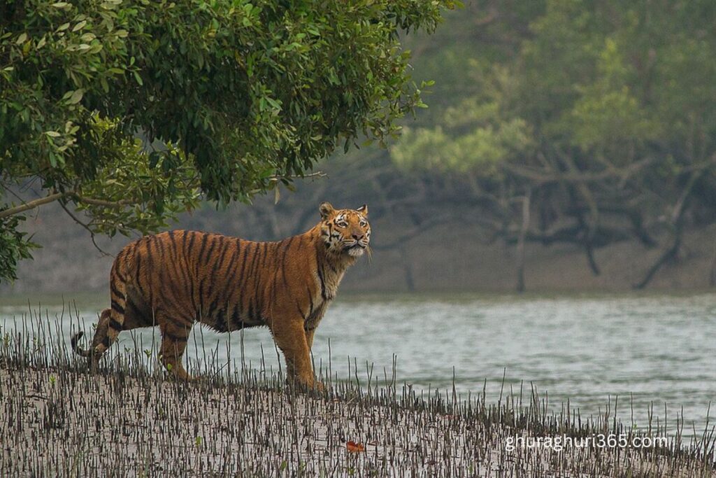 সুন্দরবন