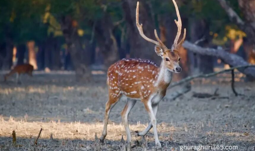 সুন্দরবন: বাংলাদেশের প্রাকৃতিক বিস্ময় ও বিশ্ব ঐতিহ্য