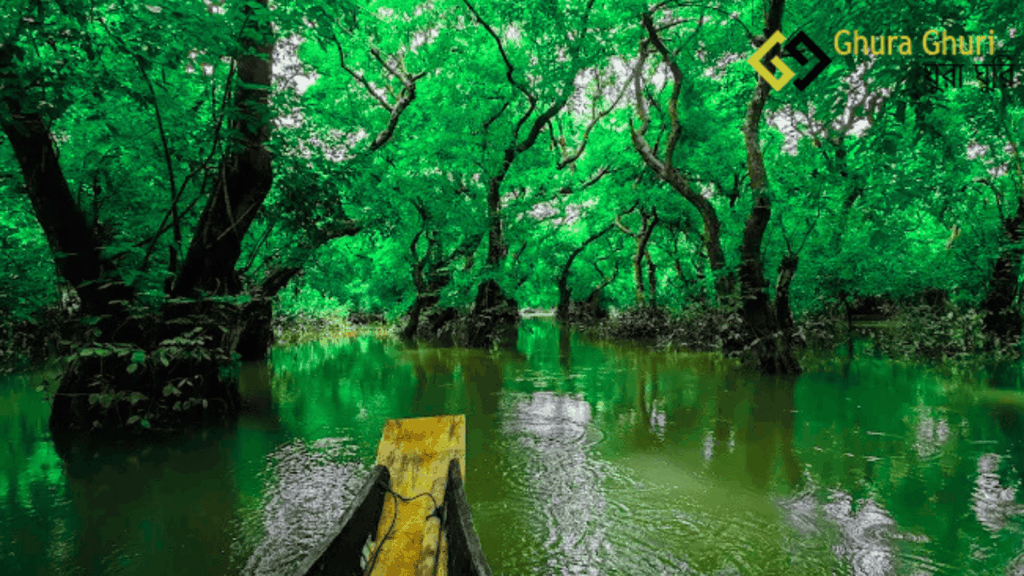 রাতারগুল সোয়াম্প ফরেস্ট – পানির উপর ভেসে থাকা বন