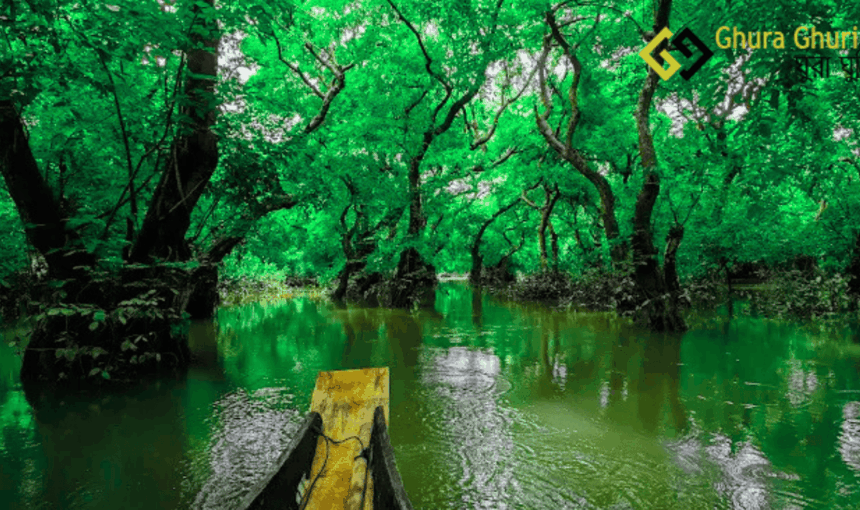 রাতারগুল সোয়াম্প ফরেস্ট – পানির উপর ভেসে থাকা বন