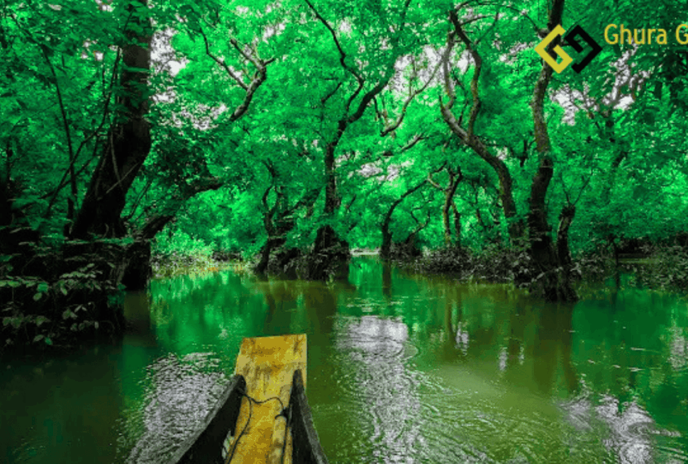 রাতারগুল সোয়াম্প ফরেস্ট – পানির উপর ভেসে থাকা বন
