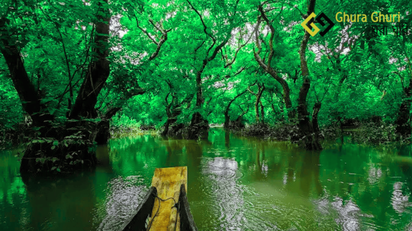 রাতারগুল সোয়াম্প ফরেস্ট – পানির উপর ভেসে থাকা বন